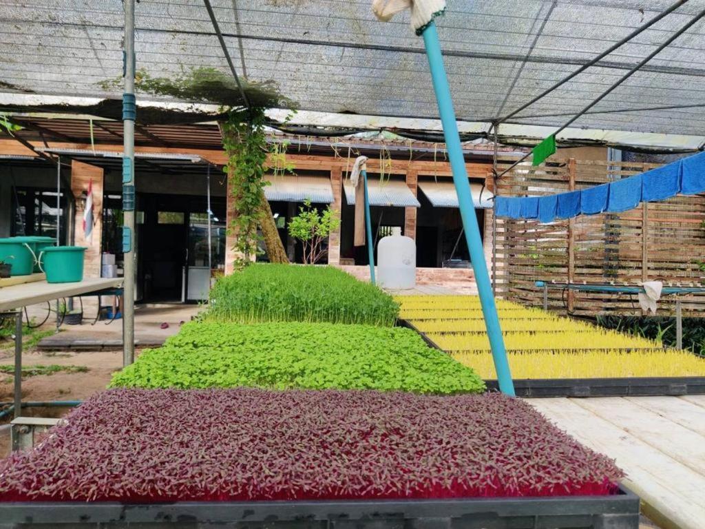 The Willow Phangan كو بانغان المظهر الخارجي الصورة