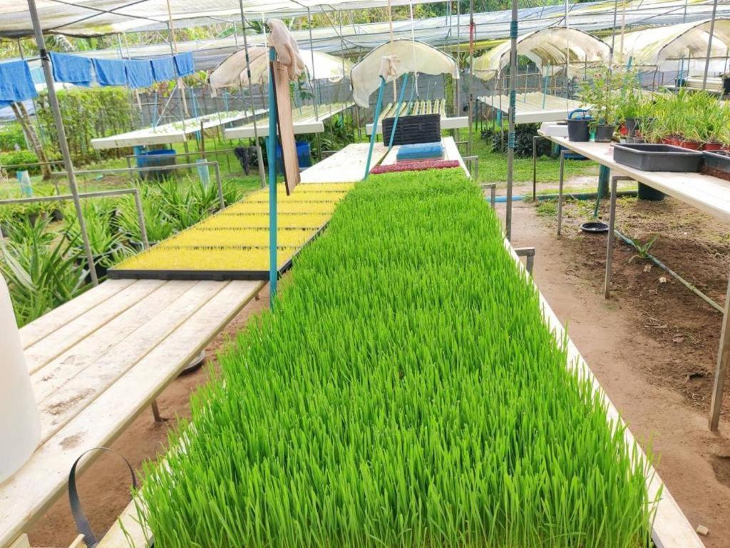 The Willow Phangan كو بانغان المظهر الخارجي الصورة