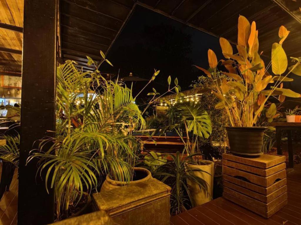 The Willow Phangan كو بانغان المظهر الخارجي الصورة